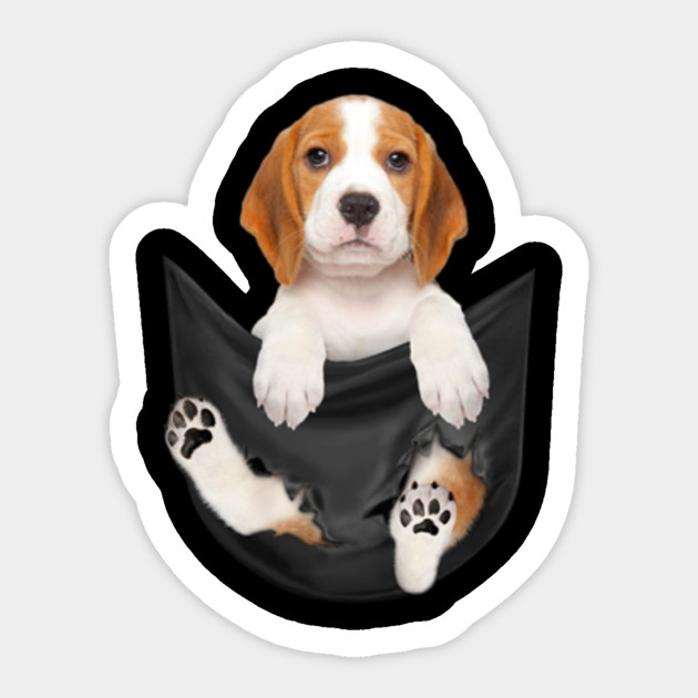 beagle in pocket t shirt